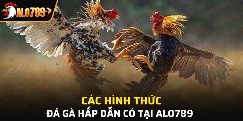 Hình thức đá gà phổ biển tại sân chơi Alo789