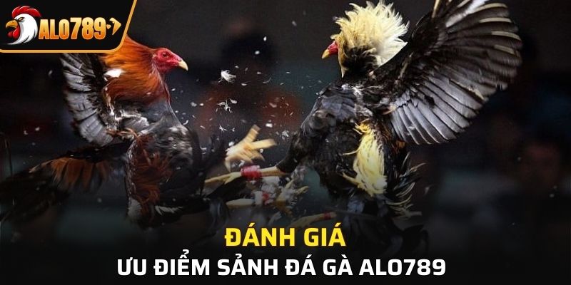 Đánh giá các ưu điểm sảnh cược đá gà Alo789